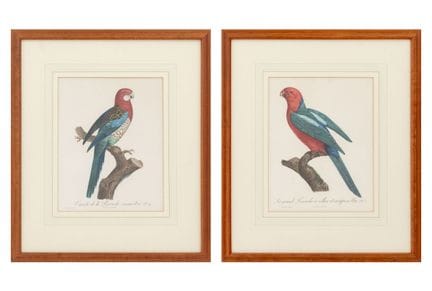 Gravures tirées de « Histoire naturelle des perroq