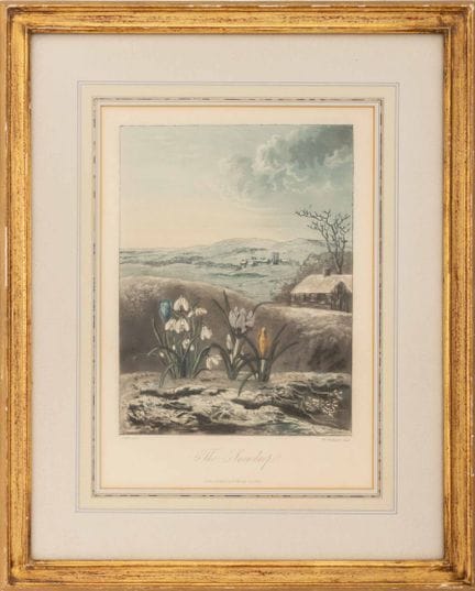罗伯特·约翰·桑顿《雪花莲》，1804年
罗伯特·约翰·桑顿（英国，1768-1837），《雪花莲》