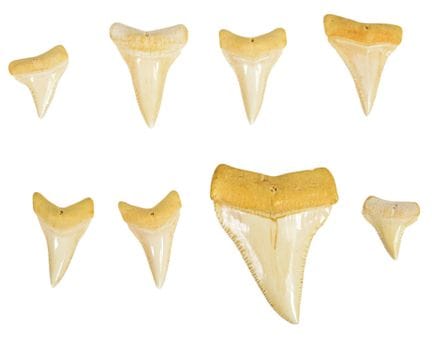 Collezione di otto reperti di storia naturale comp