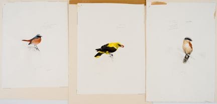 未知画家
《三幅鸟类素描》 
 
 纸本水彩与铅笔，画上字迹模糊 
 
 
 画纸尺寸：48 × 3