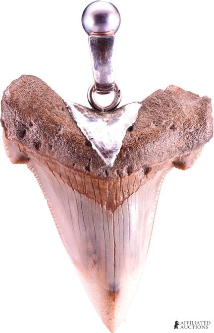 Pendentif en forme de dent de grand requin blanc, 