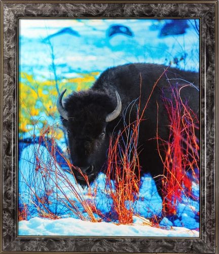 Photographie d'art « Lynn Ivory Bison »  Une photo