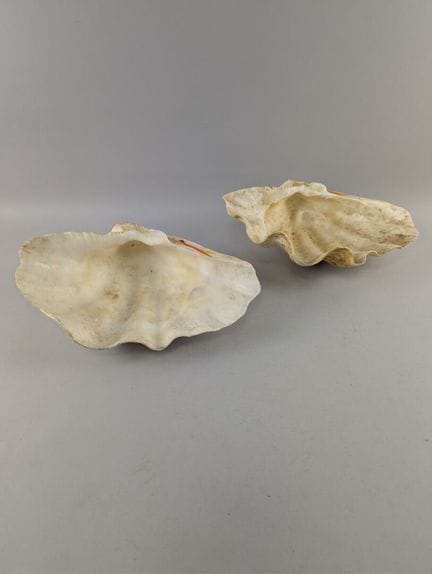 Set aus zwei Muschelschalen, die ein Paar bilden k