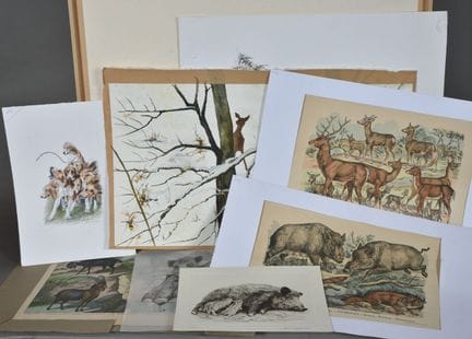 CHASSE. Aquarelles dessins de Servane de SAULIEU, 