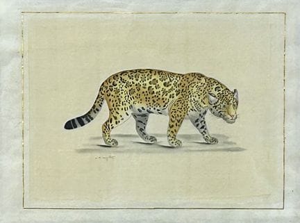 拉罗什·拉菲特（生于1943年）
《豹》。
左下角有签名的水彩画。
30.5 x 40 厘米