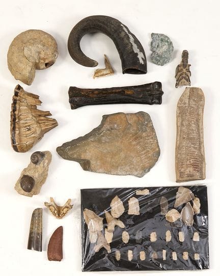 Fossil collection  Including:
> Mammoth molar
&