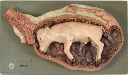 German Work
Anatomical cutaway of a calf fetus, ci