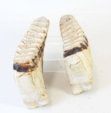 [PALEONTOLOGIE] Mammouth (Mammuthus primigenius) :