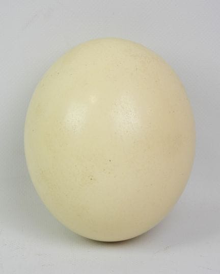 OEuf d'autruche. H.: 15,5 cm (percé)