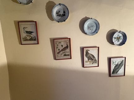 [鸟类学]。马蒂内（弗朗索瓦·尼古拉）：卡宴剪嘴鹰、孔雀鹰、鹞鹰或骨啄鹰：雌性大海雕、圣多明各条纹喜