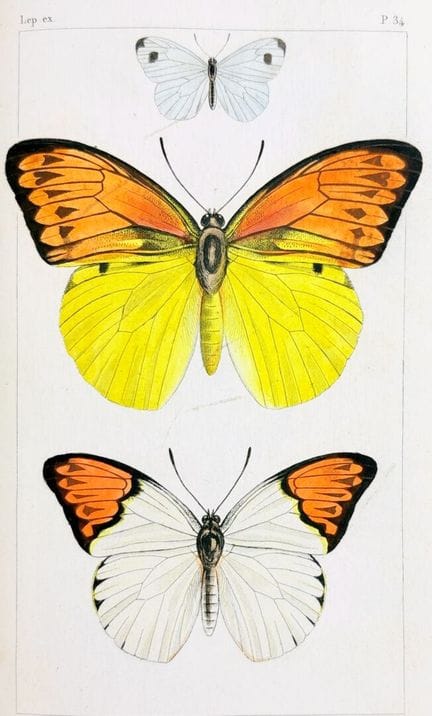 LUCAS (Hippolyte). Historia natural de los lepidóp