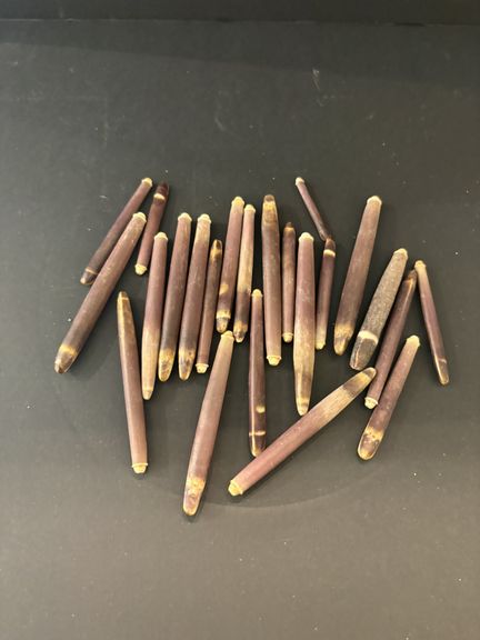 Pencil-shaped sea urchin spines
