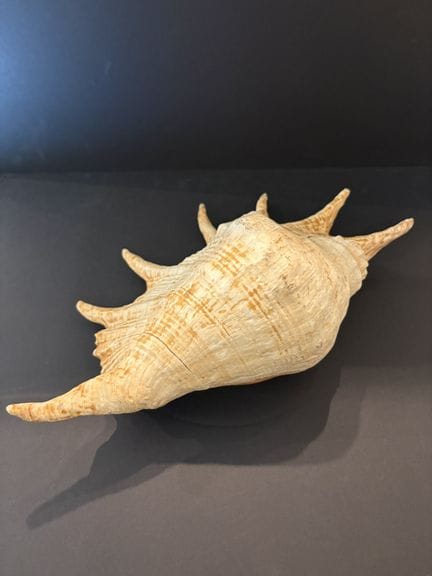 Lambis-Muschel – Länge: 40 cm