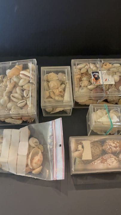 MUSCHELKUNDE: Muschelsammlung