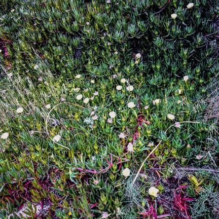 José NICOLAS (né en 1956)
Fleurs d'été
Tirage numé