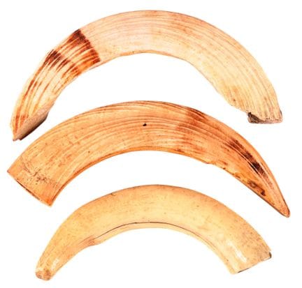 Serie di tre denti di facoceri e ippopotamo.