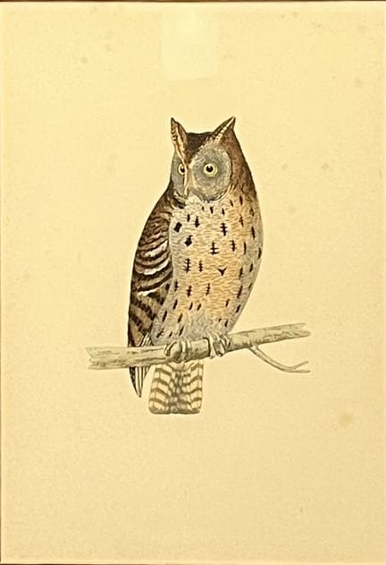 Ecole du XIXème sècle
Hibou
Aquarelle
18,5 x 12,5 