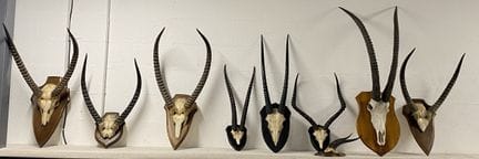 Eine Sammlung von neun Jagdtrophäen auf Holzscheib