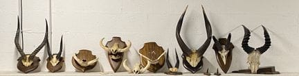 Set aus elf auf Holzschildern montierten Trophäen,