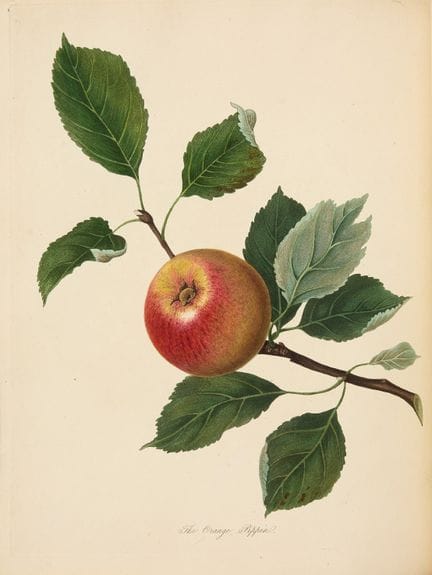 FRUITS. - Knight (Thomas Andrew). Pomona Herefordi