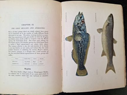 AFLALO (Frederick George). British Salt-water Fish
