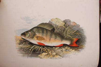 HOUGHTON (Rev. William). British Fresh-water Fishe