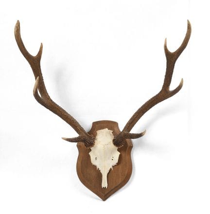 MASSACRE DE CERF 8 CORS 
monté sur un écusson en c
