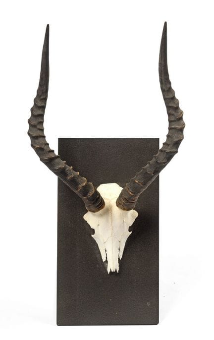 IMPALA MASSACRE
mounted on a metal base.
55 x 30 c
