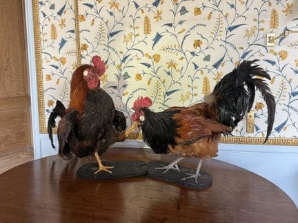 DEUX COQS combattants naturalisés et montés sur de