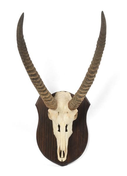 ORYX MASSACRE
mounted on a shield.
81 x 40 cm