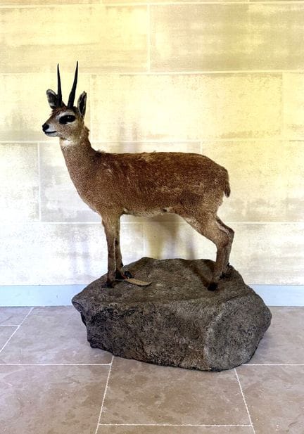 KLIPSPRINGER (Oreotragus oreotragus) naturalisé, s