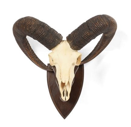 MASSACRE de mouflon, monté sur écusson.
32 x 41 cm