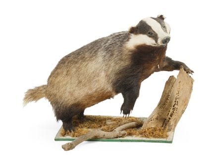 BLAIREAU naturalisé sur un socle en bois.
(Usures)