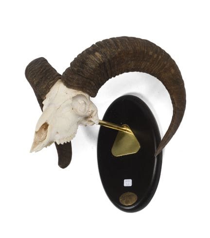 MASSACRE DE MOUFLON, monté sur écusson.
29 x36 cm