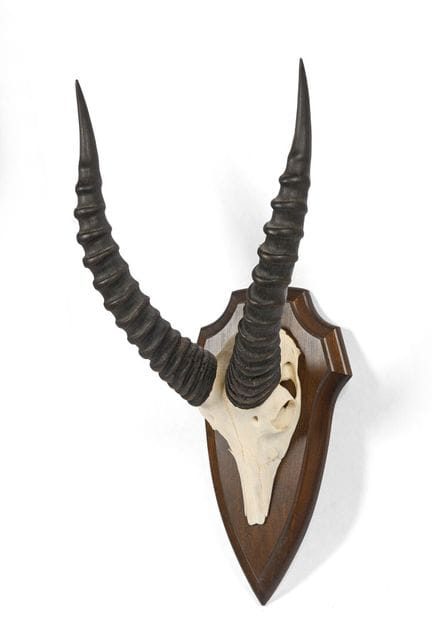 THOMSON'S GAZELLE HUNT 
mounted on a shield.
61 x 