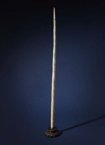 Dente di narvalo montato

Monodon monoceros, argen
