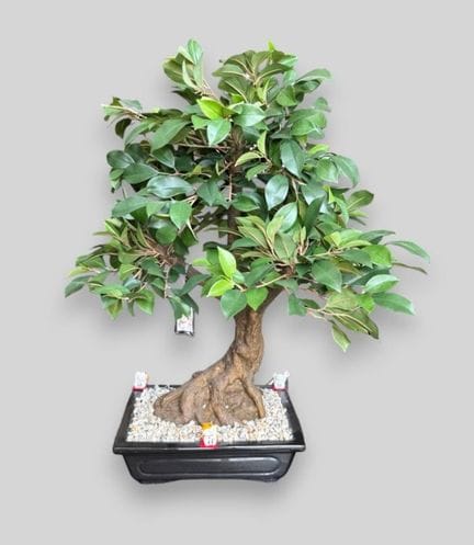 Bonsaï en plastique.
H. 70 cm.

VENTE ET RETRAIT A