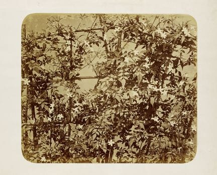 Braun, Adolphe

Pergole con rampicanti fioriti. D’