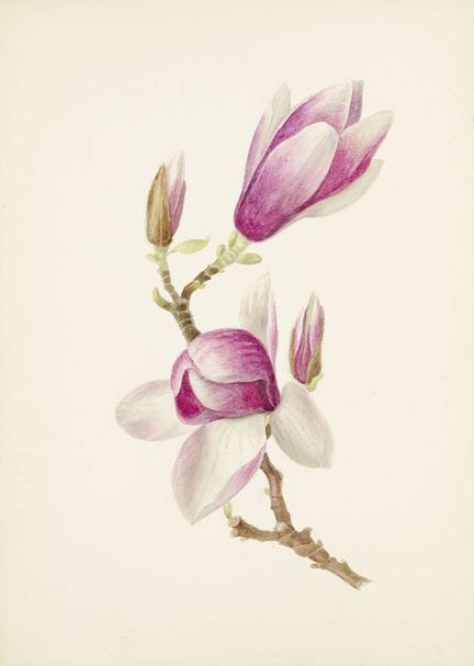 Botanica - Botanica Specifica

 

Magnolia e Veron