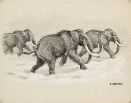 Zoologia - Zoologica Specifica

Oberthür, Joseph

