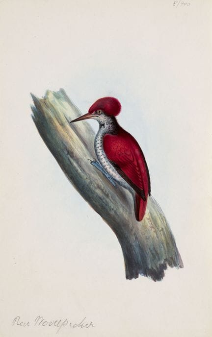 Zoologia - Zoologica Specifica

 

Raccolta di 8 r