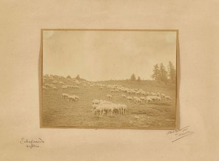 STEINER, ALBERT (1877 Frutigen 1965) : "Schafweide
