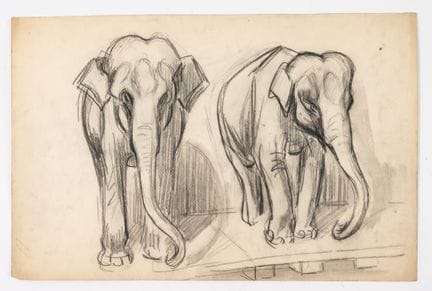 Fernand FERNEL (1872-1934)
Les éléphants.
Fusain s