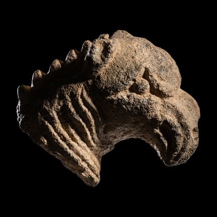 Testa di grifone romana in basalto
Circa II secolo