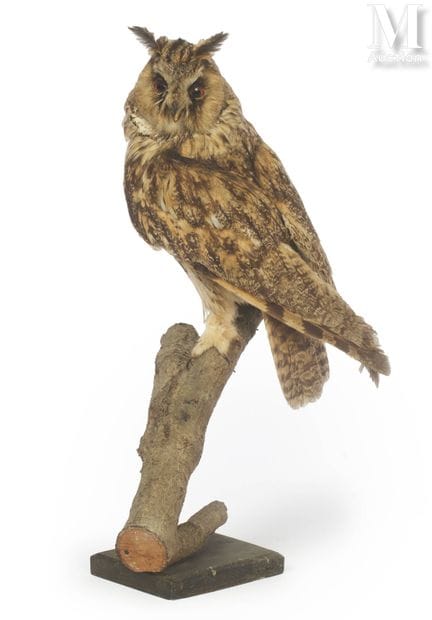 BÚHO MEDIANO
Altura: 47 cm.
II/A, Asio otus, CIC e
