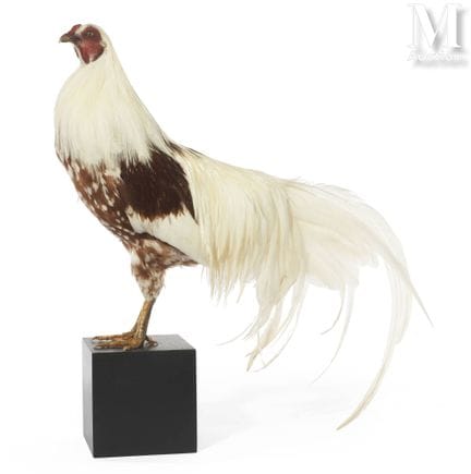 GALLO DE YOKOHAMA
Raza pura.
Altura: 57 cm, longit