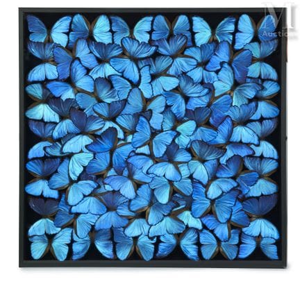 MORPHO DIDIUS
Wunderschön. Sie bedecken die gesamt