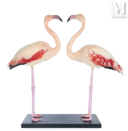 ZWEI SCHÖNE FLAMINGOS
Gegenüber auf demselben Sock