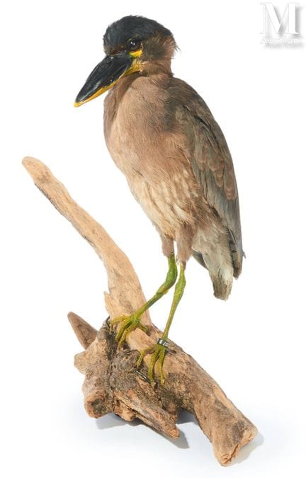 LÖWENHALS-REIHER
Oder Löffelschnabelreiher. Selten