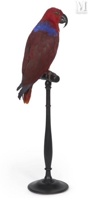 GROSSER ECLECTUS
Weibchen.
Höhe: 61,5 cm, Länge: 3